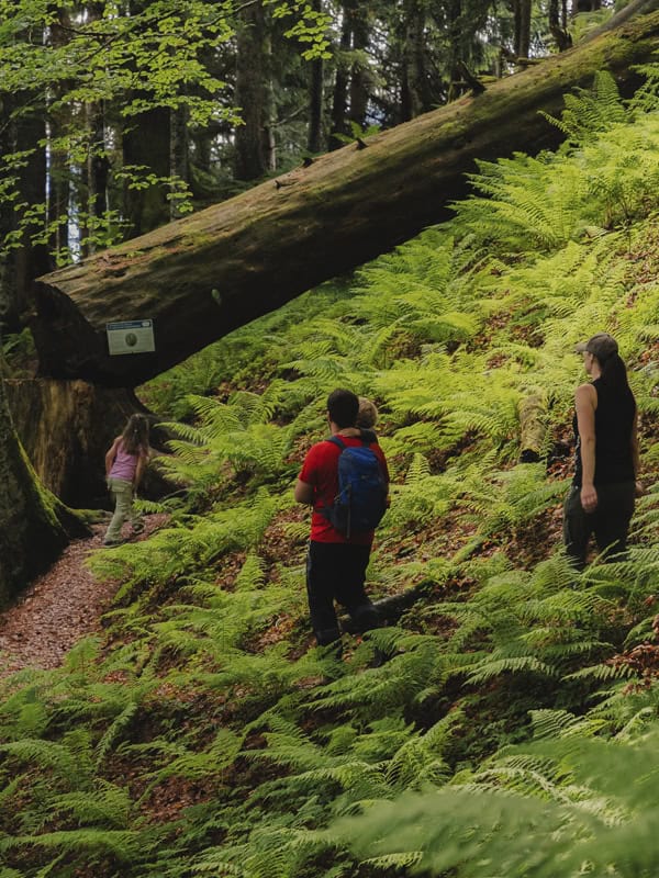 Lammertal Urwald Salzburger Land